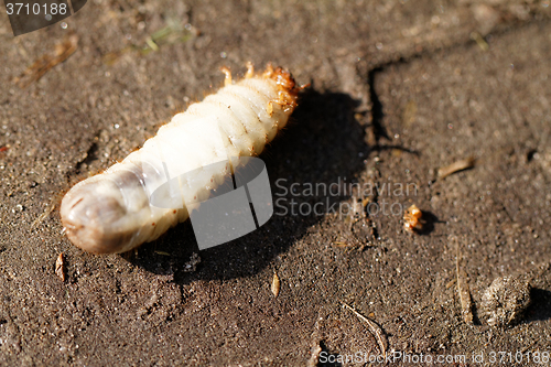 Image of Chafer grubs