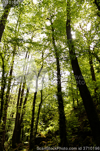 Image of Forest at spring