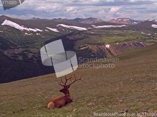 Image of Resting Bull