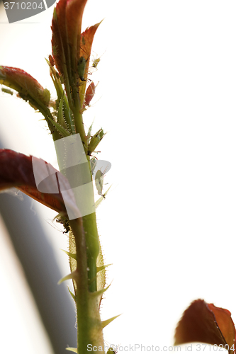 Image of Green aphid