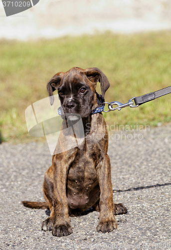 Image of Boxer dog