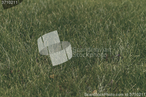 Image of Green grass