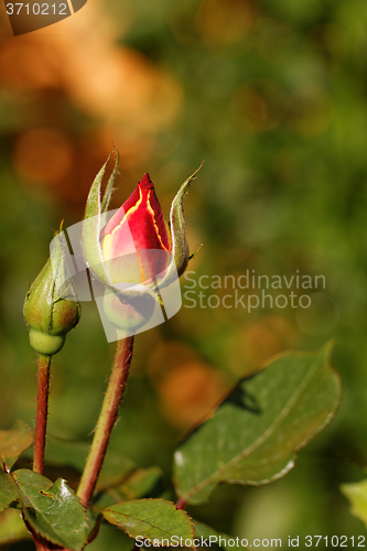 Image of Rosebud