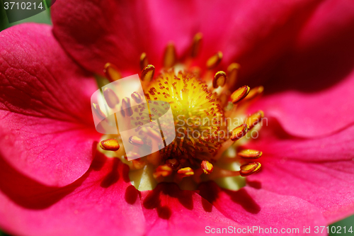 Image of Strawberry flower