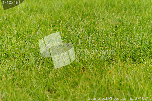 Image of Green grass