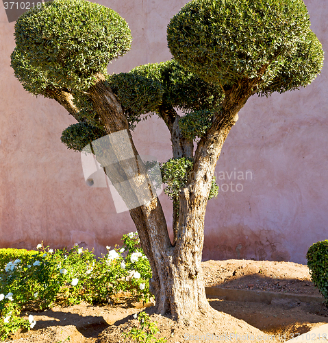 Image of brown  old ruin in     construction  garden tree