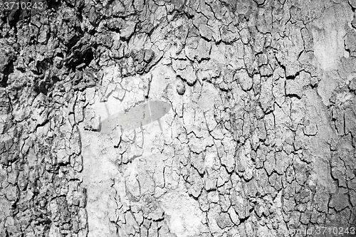 Image of in england london old bark and abstract wood texture