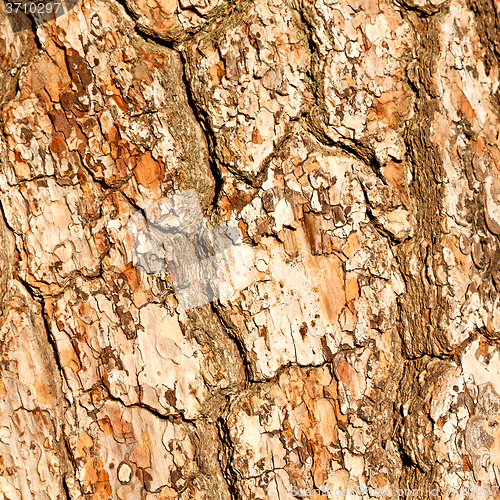 Image of barck in the abstract close up of a tree color and texture