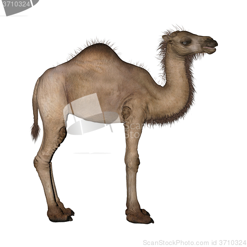 Image of Dromedary or Arabian Camel