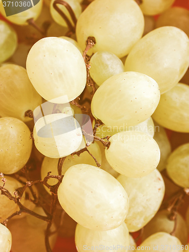 Image of Retro looking Grape picture