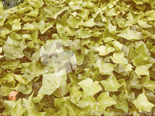 Image of Retro looking Ivy leaves