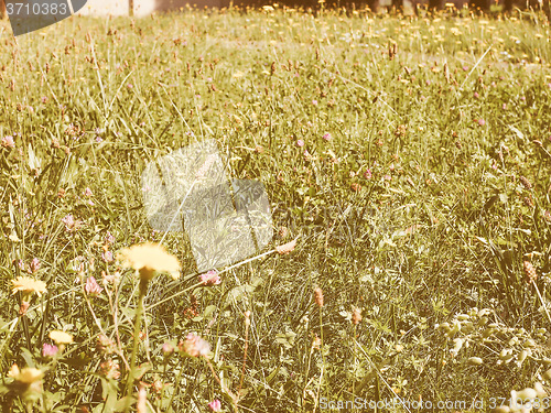 Image of Retro looking Green grass meadow background