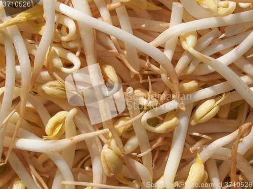 Image of Mung bean sprouts vegetables