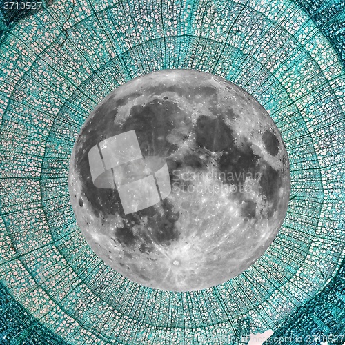 Image of Full moon over Tilia stem micrograph