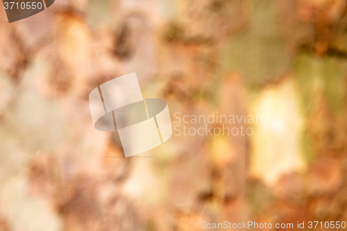 Image of in england london old bark and abstract wood texture