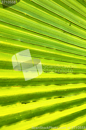 Image of abstract green leaf in blur africa