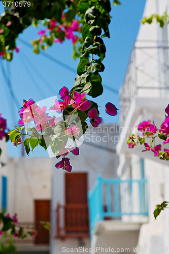 Image of flower   in the isle of greece antorini europe old house and whi