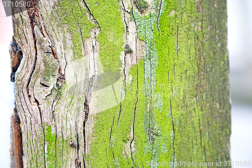 Image of in england london old bark and  texture