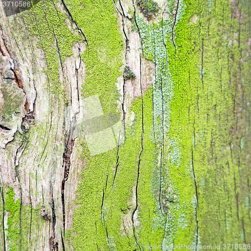 Image of in england london old bark and abstract wood texture