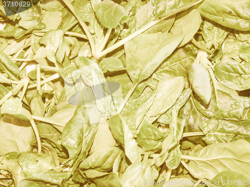 Image of Retro looking Spinach leaves