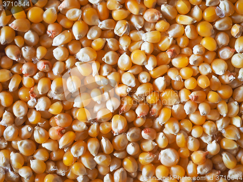 Image of Pop corn maize