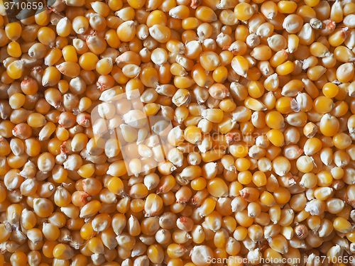 Image of Pop corn maize