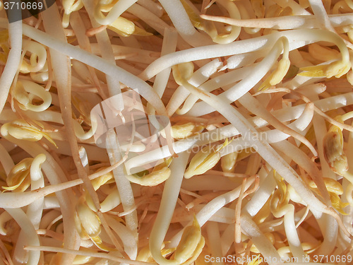 Image of Mung bean sprouts vegetables