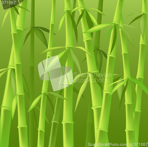 Image of bamboo trees