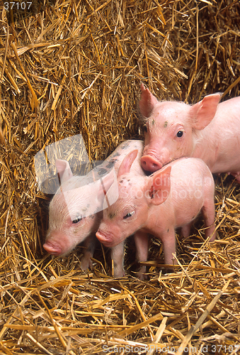 Image of Piglets