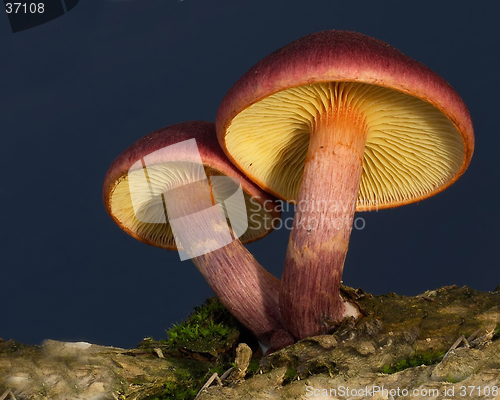 Image of Mushroom