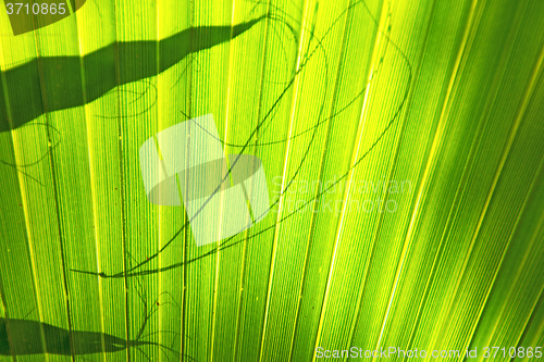 Image of abstract green leaf   the  