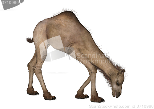 Image of Dromedary or Arabian Camel