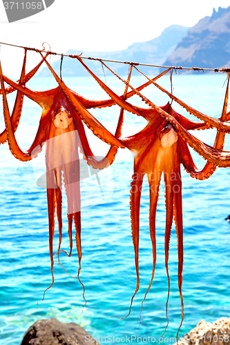 Image of octopus   drying  in the sun europe greece santorini  