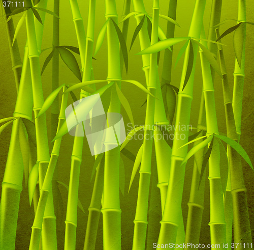Image of bamboo trees