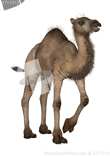 Image of Dromedary or Arabian Camel