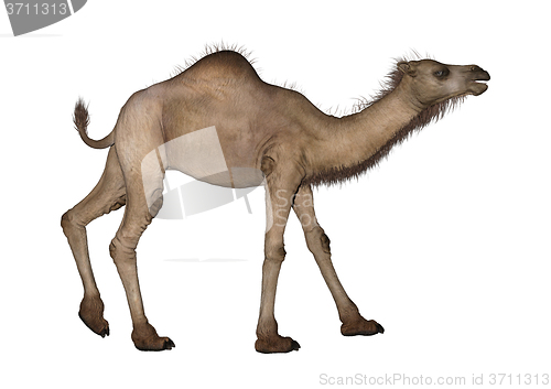 Image of Dromedary or Arabian Camel