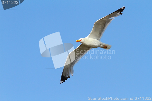 Image of caspian gull over colorful sky