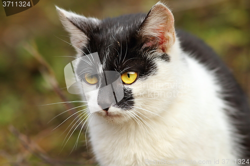 Image of portrait of a cat in the garden