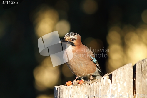 Image of european jay looking towards the camera