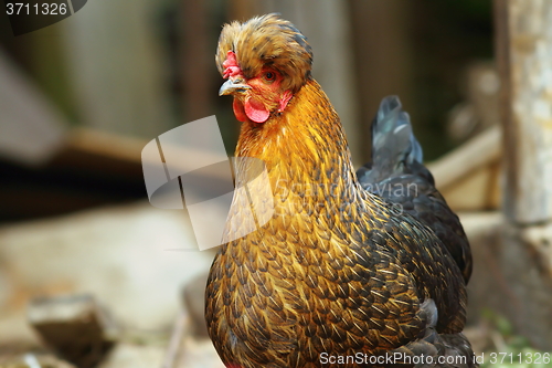 Image of funny hen portrait