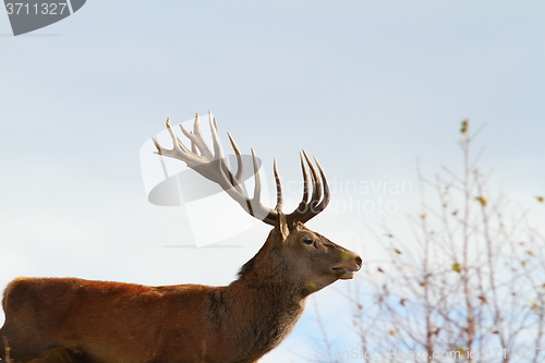 Image of big red deer stag