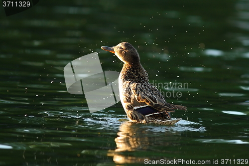 Image of female mallard splashing water