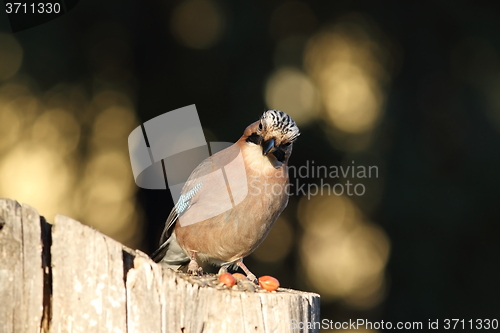 Image of european jay looking at the camera