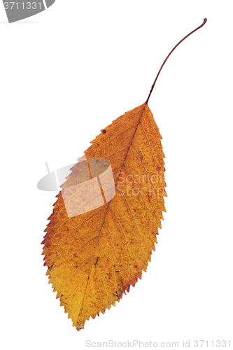 Image of faded isolated cherry autumn leaf