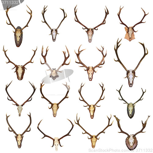 Image of large collection of isolated red deer hunting trophies