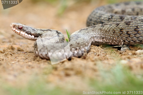 Image of female european viper on groundfemale european viper on ground