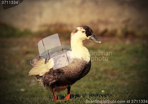 Image of domestic duck on lawn