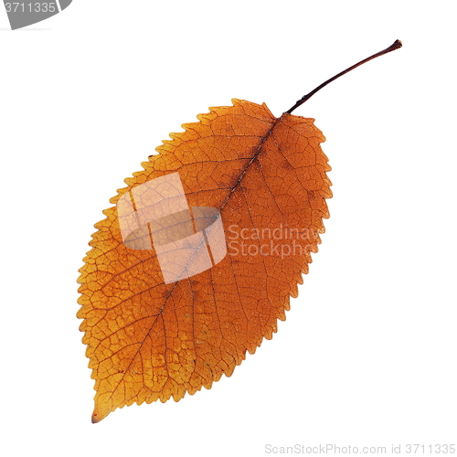 Image of orange faded cherry leaf over white