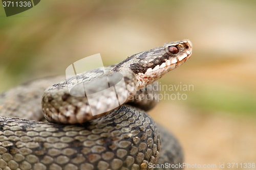 Image of european common berus viper close up