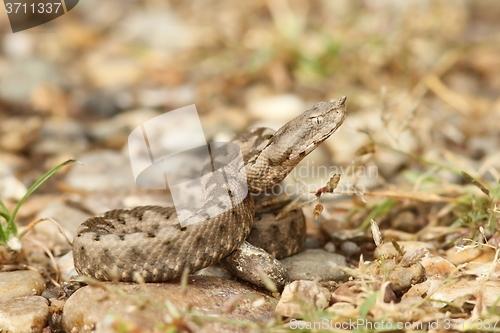 Image of Vipera ammodytes